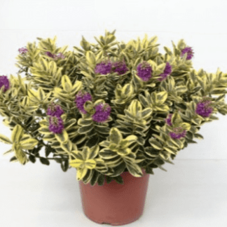 véronique rose feuille panachée