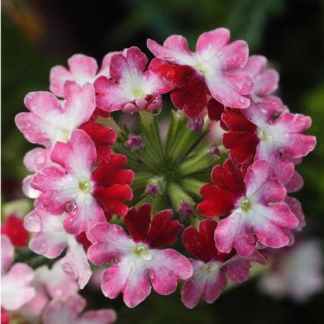 verveine retombante bicolore rouge et blanc