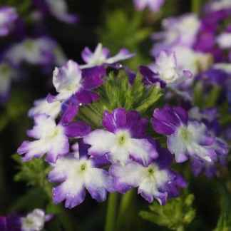 verveine retombante bicolore violet et blanc