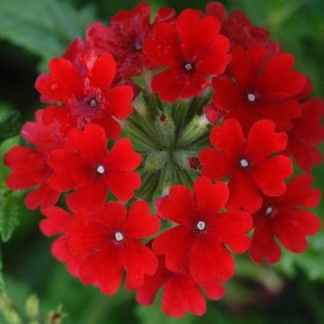 verveine retombante rouge