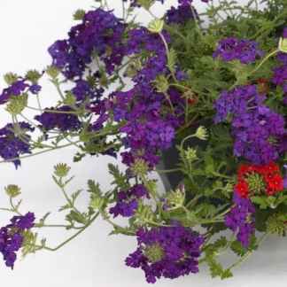verveine retombante violette