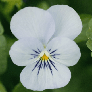 viola cornuta bleu azur