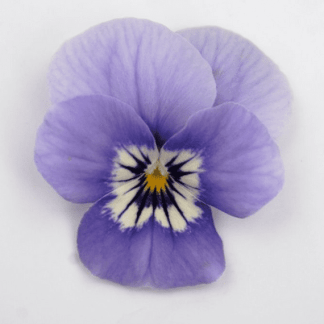 viola cornuta bleu centre jaune
