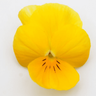 viola cornuta jaune