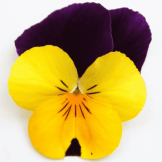 viola cornuta jaune ailes violettes
