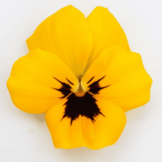 viola cornuta jaune macule noire