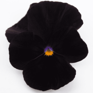 viola cornuta noir velours