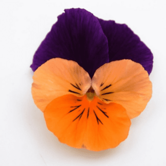 viola cornuta orange ailes violettes