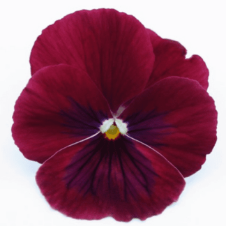 viola cornuta rose