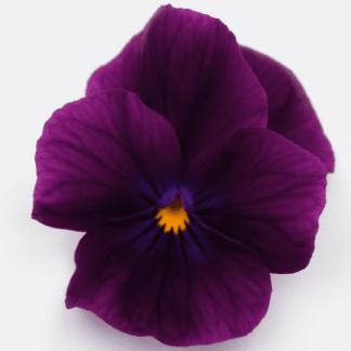 viola cornuta violet