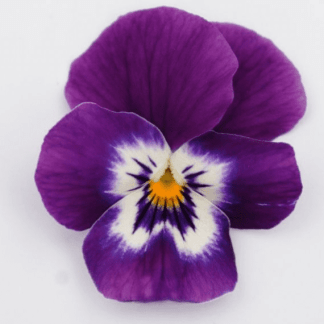 viola cornuta violet centre blanc