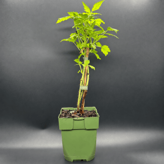 Plant de Framboisier Bio Malling Promise - Godet 13 cm
