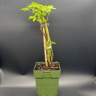 Plant de Framboisier Bio Tulameen - Godet 13 cm