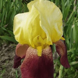 iris des jardins accent bicolore jaune rouge