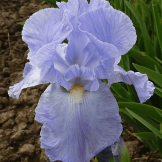 iris des jardins brave vicking bleu