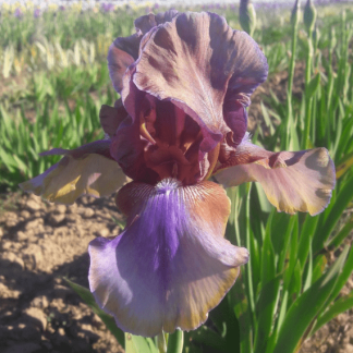 iris des jardins burn toffee