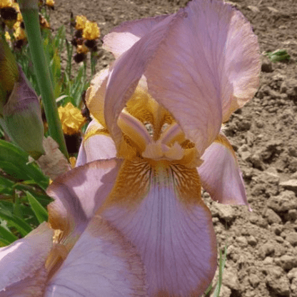 iris des jardins china maid parme cuivre