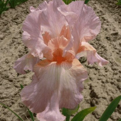 iris des jardins fashion fling rose
