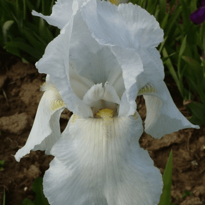 iris des jardins glacier blanc remontant
