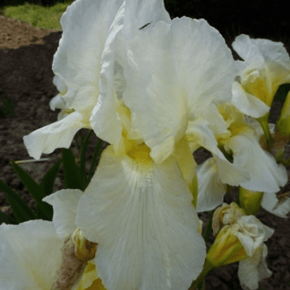 iris des jardins lugano blanc remontant