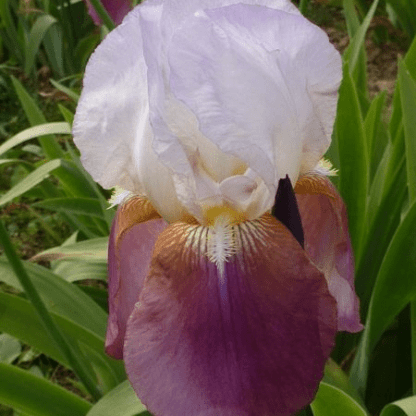 iris des jardins may times violet fonce