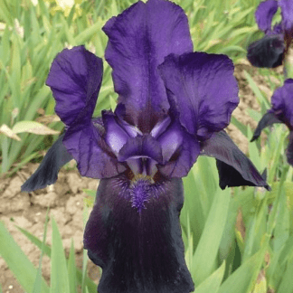 iris des jardins storm warning violet