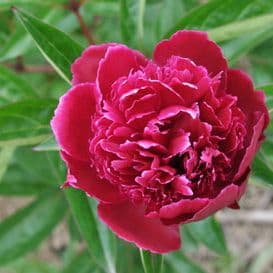 pivoine herbacee adolphe rousseau