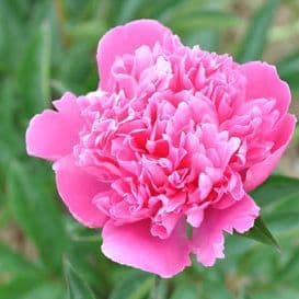 pivoine herbacee amabilis