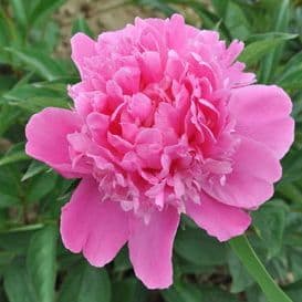 pivoine herbacee doyen d'enghien