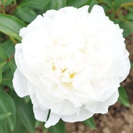 pivoine herbacee duchesse de nemours