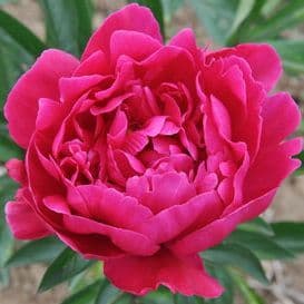 pivoine herbacee francois orthegat