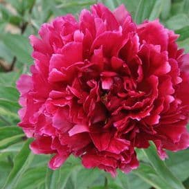 pivoine herbacee hybride edgard jessep