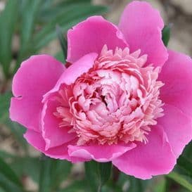 pivoine herbacee insigny