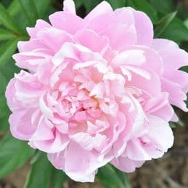 pivoine herbacee madame de galhau