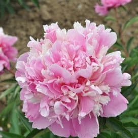 pivoine herbacee magnificat