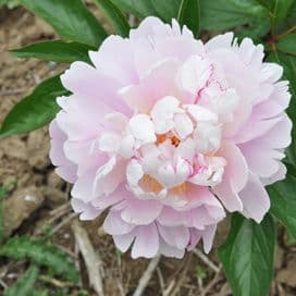 pivoine herbacee noemy demay