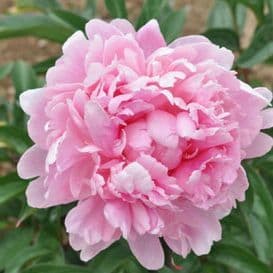 pivoine herbacee president wilson