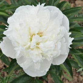pivoine herbacee solfatare