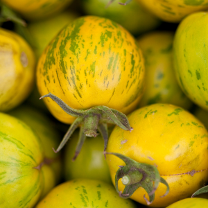 Graine de Tomates Spécialitées Tiverta Non Traité HF1