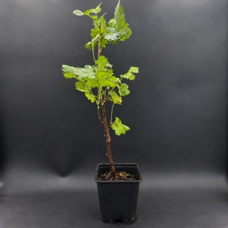 Plant de Casseille Anita Bio - Godet 9 cm