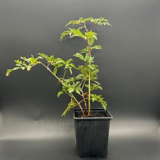 Mûrier Bio : Plant Thornless evergreen – Godet 9 cm