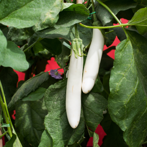 Aubergine longue Blanche