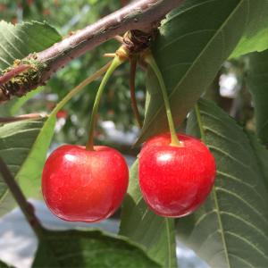 Cerisier Fertille Bio (scion)