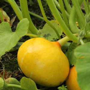 Plant de Courge Jack be little