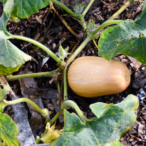 Plant de Courge butternut A definir Clémence