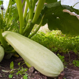 Plant de Courge longue de Nice