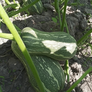 Plant de Courge potimarron Green hokkaïdo