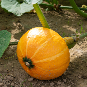 Plant de Courge potimarron Uchiki kuri