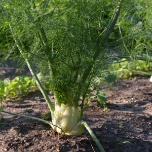 Plant de Fenouil Perfection