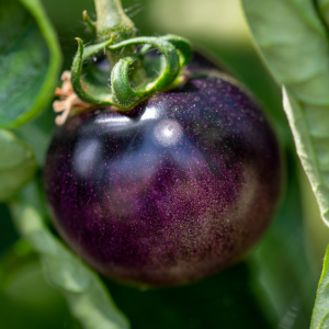 Plant de Tomate osu Osu blue